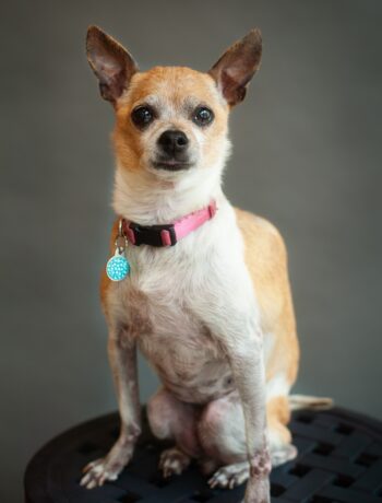 Mimi